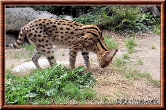 Serval - serval10
