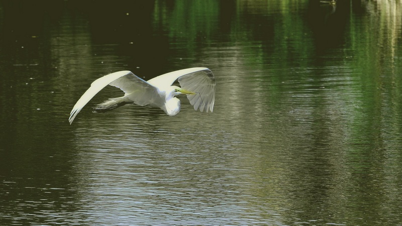 egret en vol 1