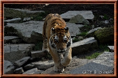 Tigre de Sibrie - tigredesiberie8