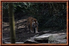 Tigre de Sibrie - tigredesiberie9