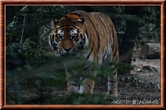 Tigre de Sibrie - tigredesiberie11