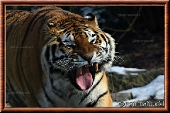 Tigre de Sibrie - tigredesiberie27