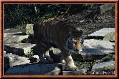 Tigre de Sibrie - tigredesiberie15