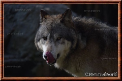 Loup gris - loupgris2