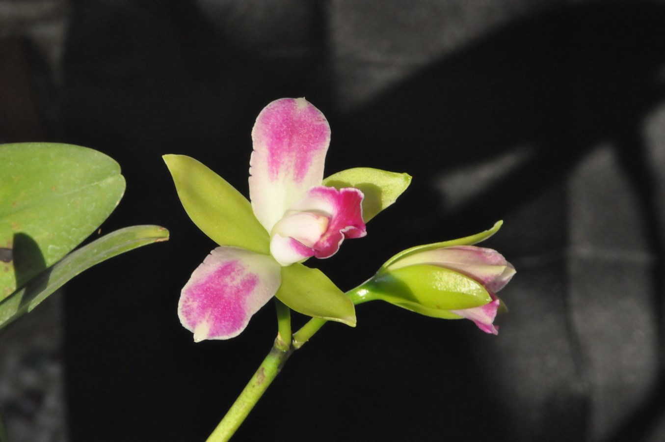 Rhyncholaeliocattleya Village Chief North 'Green Genius' 16032911403715998014104798