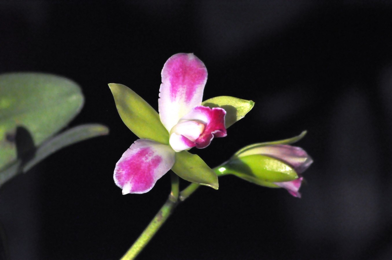 Rhyncholaeliocattleya Village Chief North 'Green Genius' 16032911403915998014104799