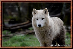 Album Loup arctique