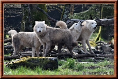 Loup arctique - louparctique4