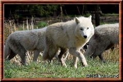 Loup arctique - loup arctique 18