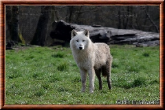 Loup arctique - loup arctique 10