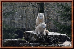 Loup arctique - loup arctique 15