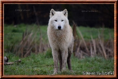 Loup arctique - loup arctique 16