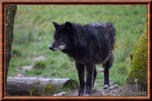 Loup du Canada - loup du Canada 14