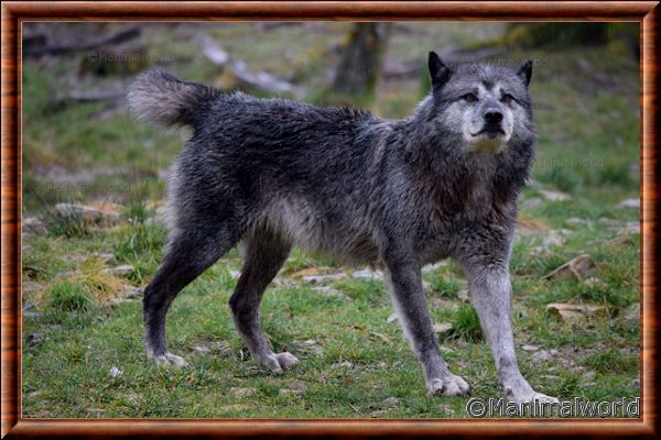 Loup du Canada - loup du Canada 17