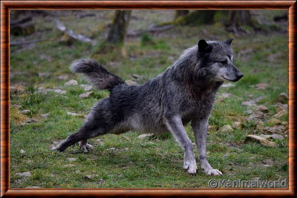 Loup du Canada - loup du Canada 19