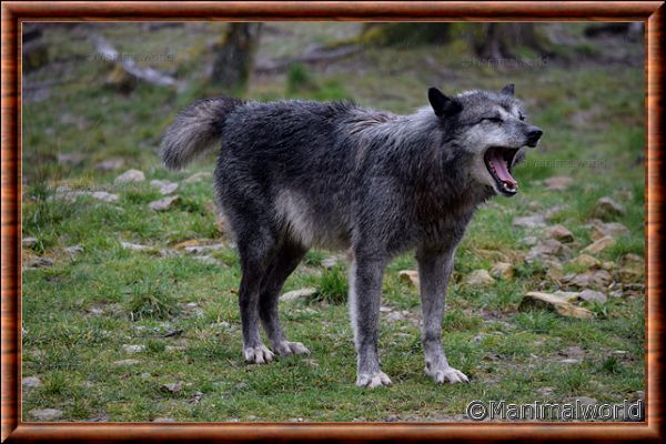 Loup du Canada - loup du Canada 20