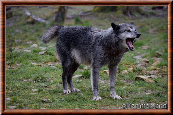 Loup du Canada - loup du Canada 21