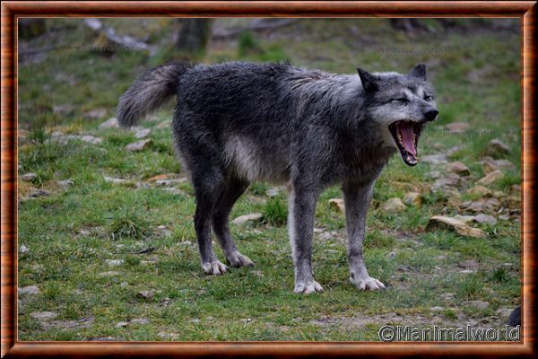 Loup du Canada - loup du Canada 22