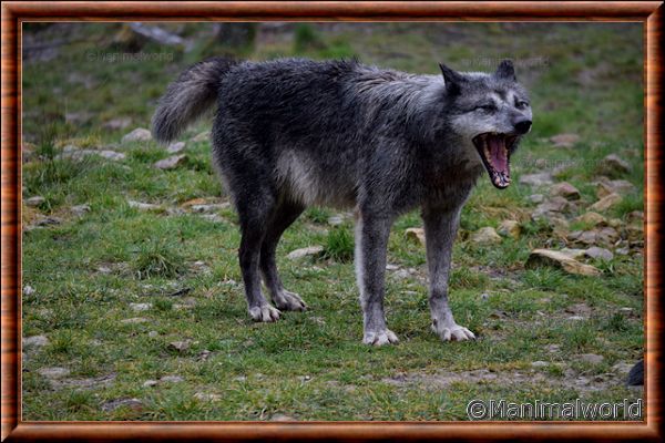 Loup du Canada - loup du Canada 23