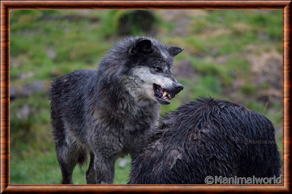 Loup du Canada - loup du Canada 30