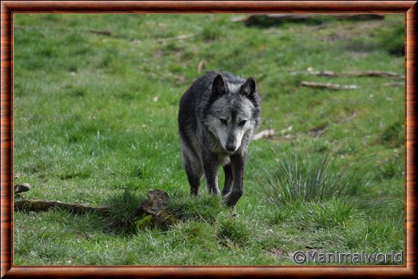 Loup du Canada - loup du Canada 37