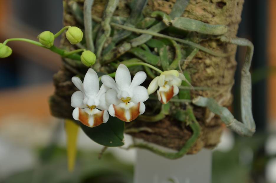Phalaenopsis lobbii 16040405585015993614121456