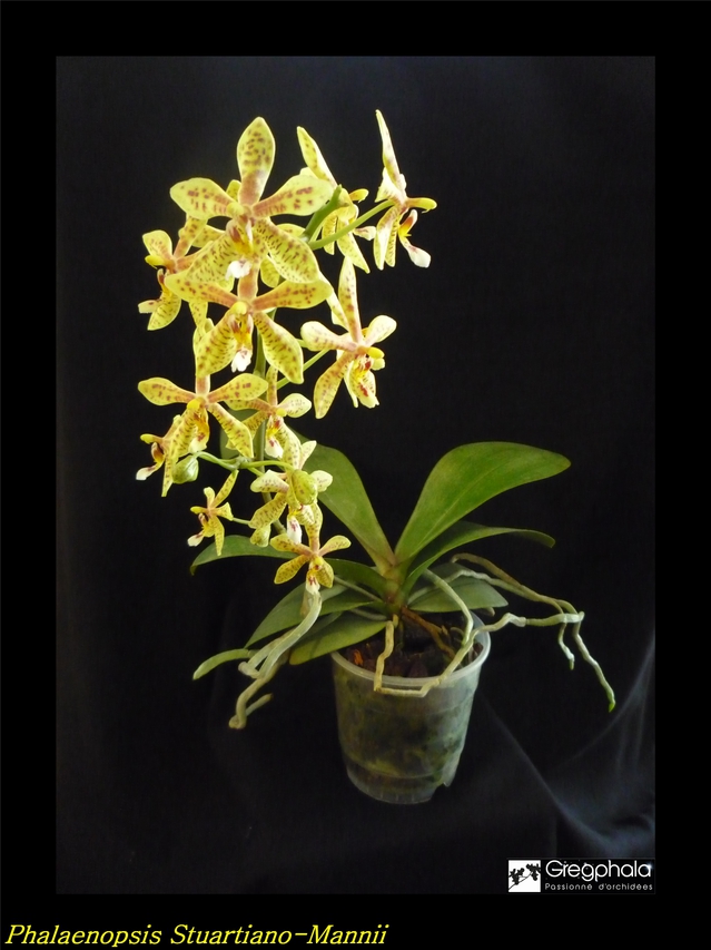 Phalaenopsis Stuartiano-Mannii 16040409154617991314122660