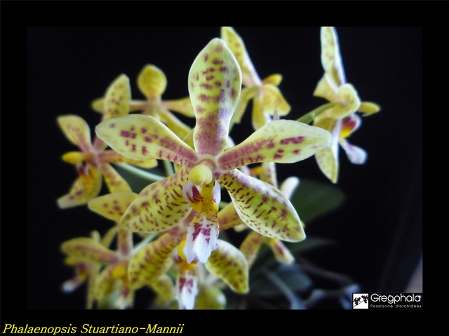 Phalaenopsis Stuartiano-Mannii 16040409164517991314122661