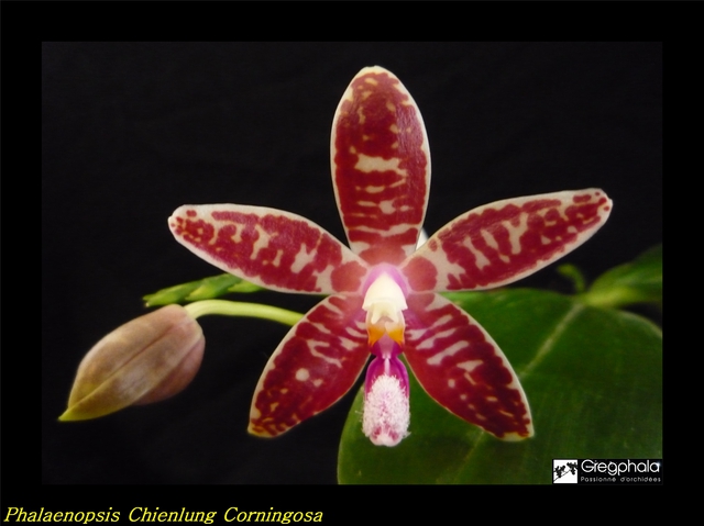 Phalaenopsis Chienlung Corningosa ( corningiana x speciosa) 16040602355517991314125573