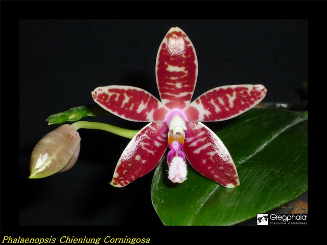 Phalaenopsis Chienlung Corningosa ( corningiana x speciosa) 16040602370917991314125574