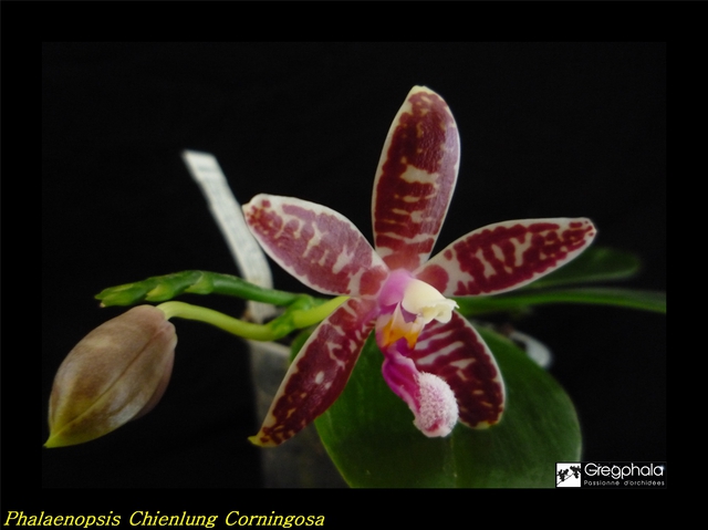 Phalaenopsis Chienlung Corningosa ( corningiana x speciosa) 16040602380817991314125575