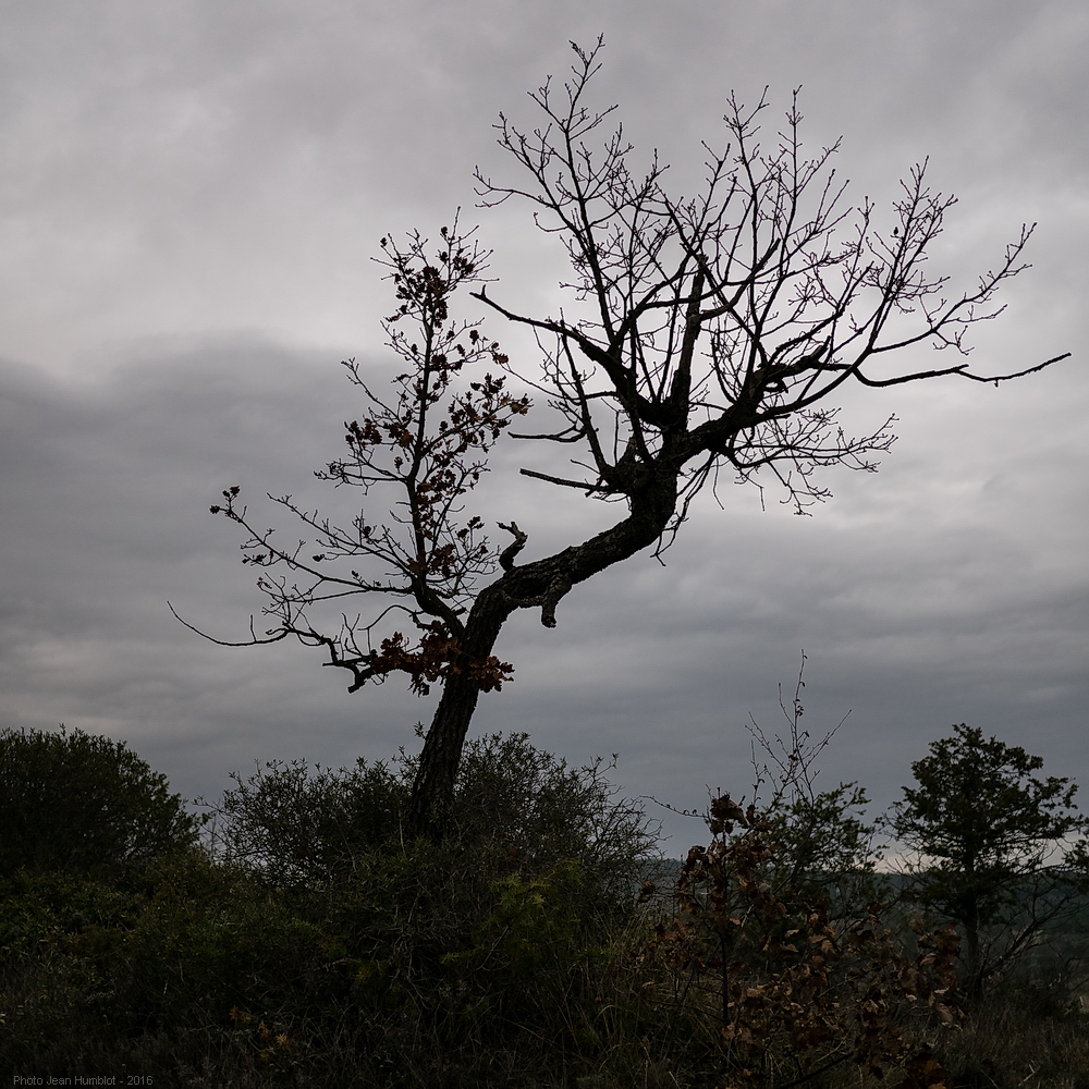 Quelques arbres encore 16040711420219380414128911