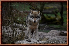 Loup gris commun - loup gris commun 8