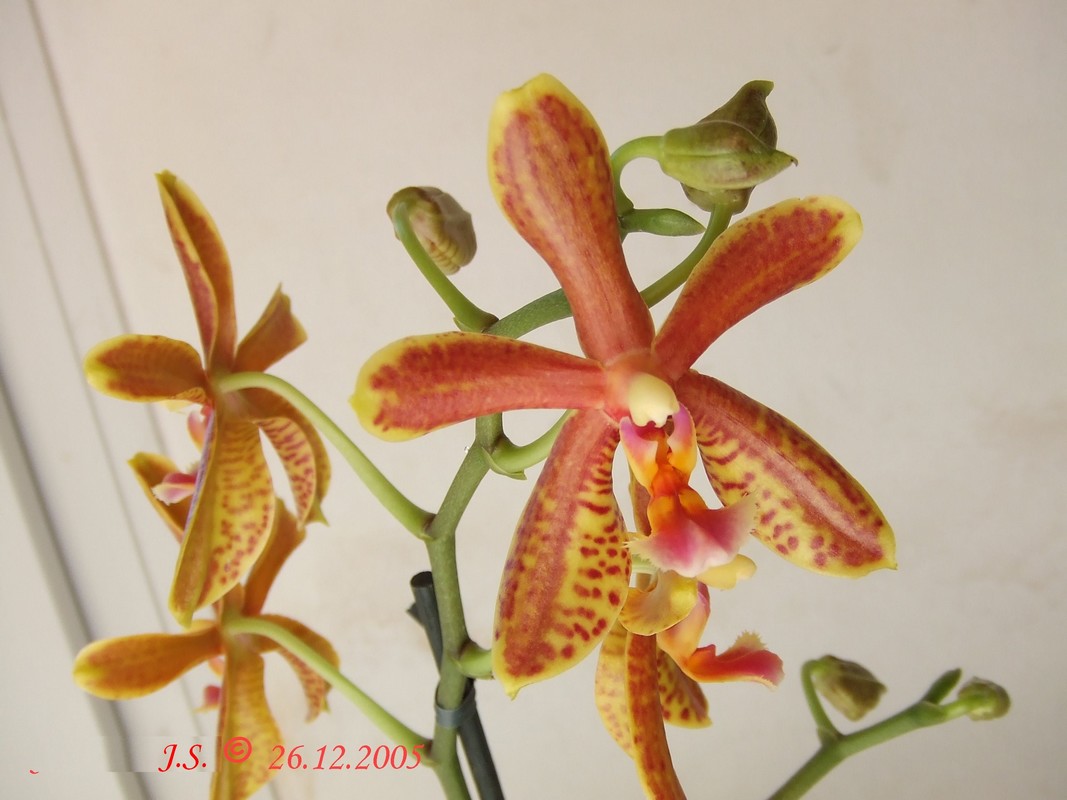 Phalaenopsis Miva Marie Issouli 16042309594411420014175039
