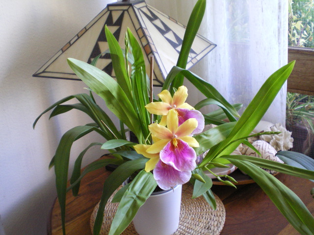 Determination et conseils Miltonia 'Sunset' 16043007593020151714191030