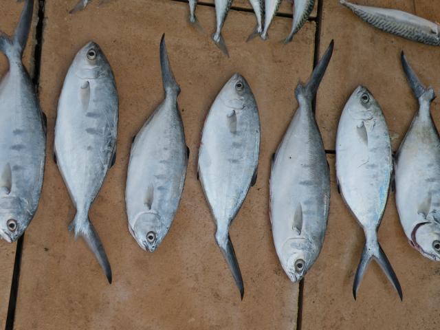 [Maroc/Pêche] Quel est ce poisson ? 16050207554918477114196251