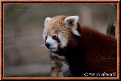 Panda roux - panda roux 02