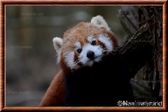 Panda roux - panda roux 03