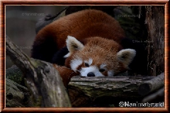 Panda roux - panda roux 04