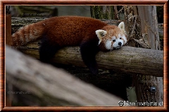 Panda roux - panda roux 05