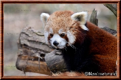 Panda roux - panda roux 06