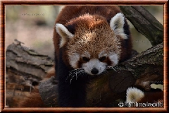 Panda roux - panda roux 07