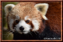 Panda roux - panda roux 18