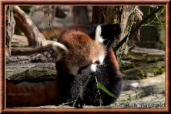 Panda roux - panda roux 09
