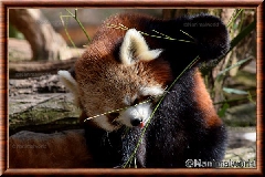 Panda roux - panda roux 10