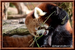 Panda roux - panda roux 11