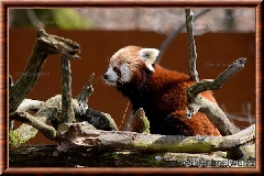 Panda roux - panda roux 12