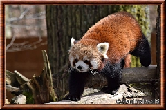 Panda roux - panda roux 13
