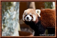 Panda roux - panda roux 14