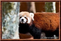 Panda roux - panda roux 15
